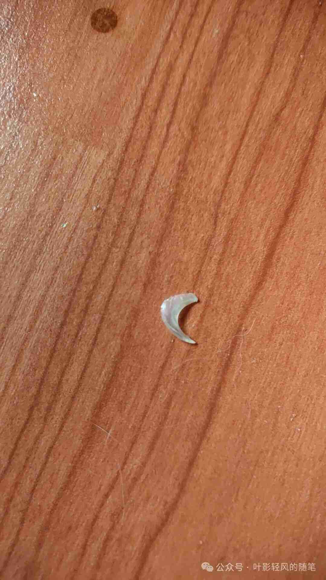 猫的指甲是会自己掉落的！