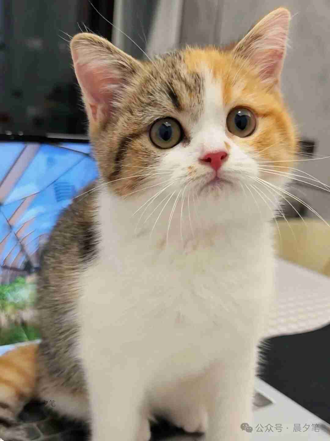 终于明白大家为啥都喜欢养闺女了！