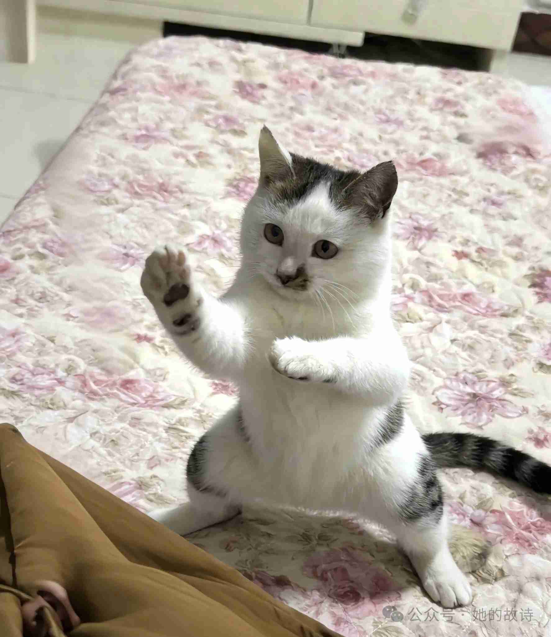 在下喵掌门 敢问阁下什么门派