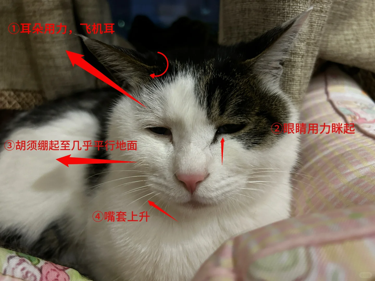 如何区分猫忍痛表情