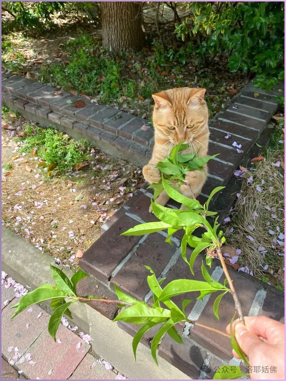 被弃养第七天，这只橘猫还在努力讨好路人，它嚼着树叶的样子让我心碎