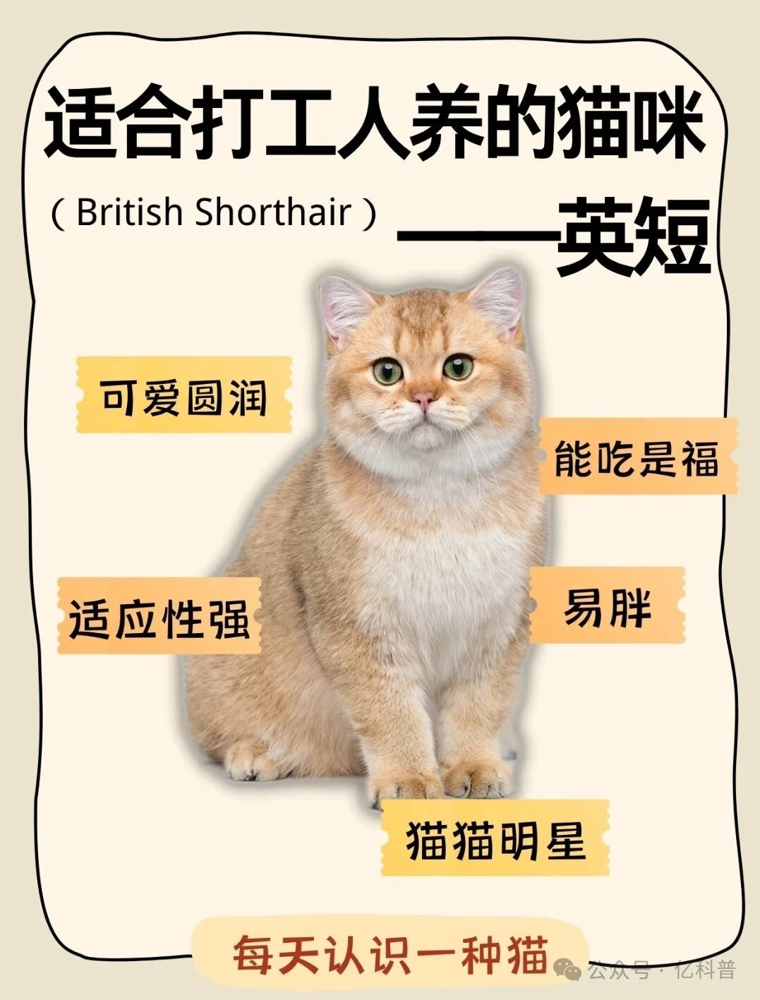 不怪雨一直下 治愈我的英短猫