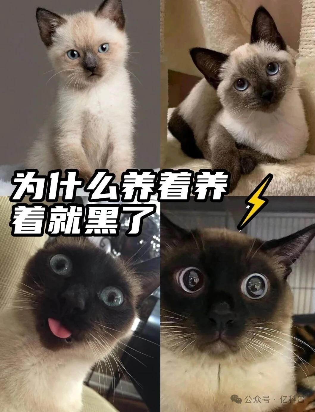养了两年的小猫 脸越养越黑了怎么办？