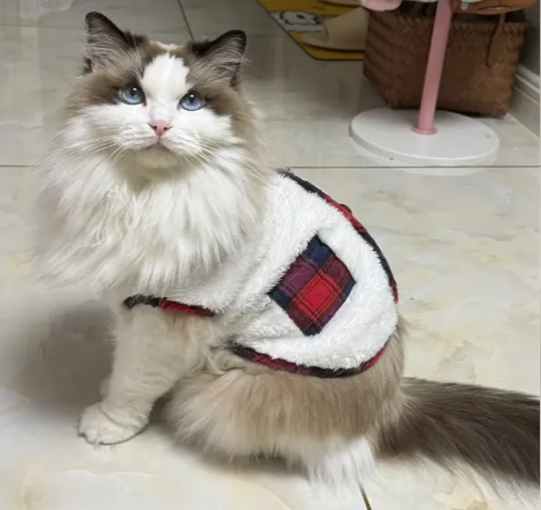 在冬天慢性杀猫的5个行为，猫主人务必要注意