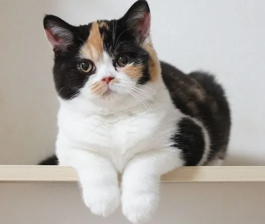 网友晒三花猫三年对比照，萌妹秒变胖大姐…岁月是把杀猪刀！