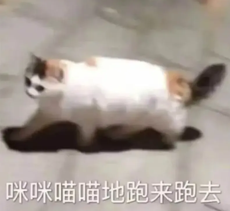 为什么猫咪来迎接我们之前，都要伸懒腰？