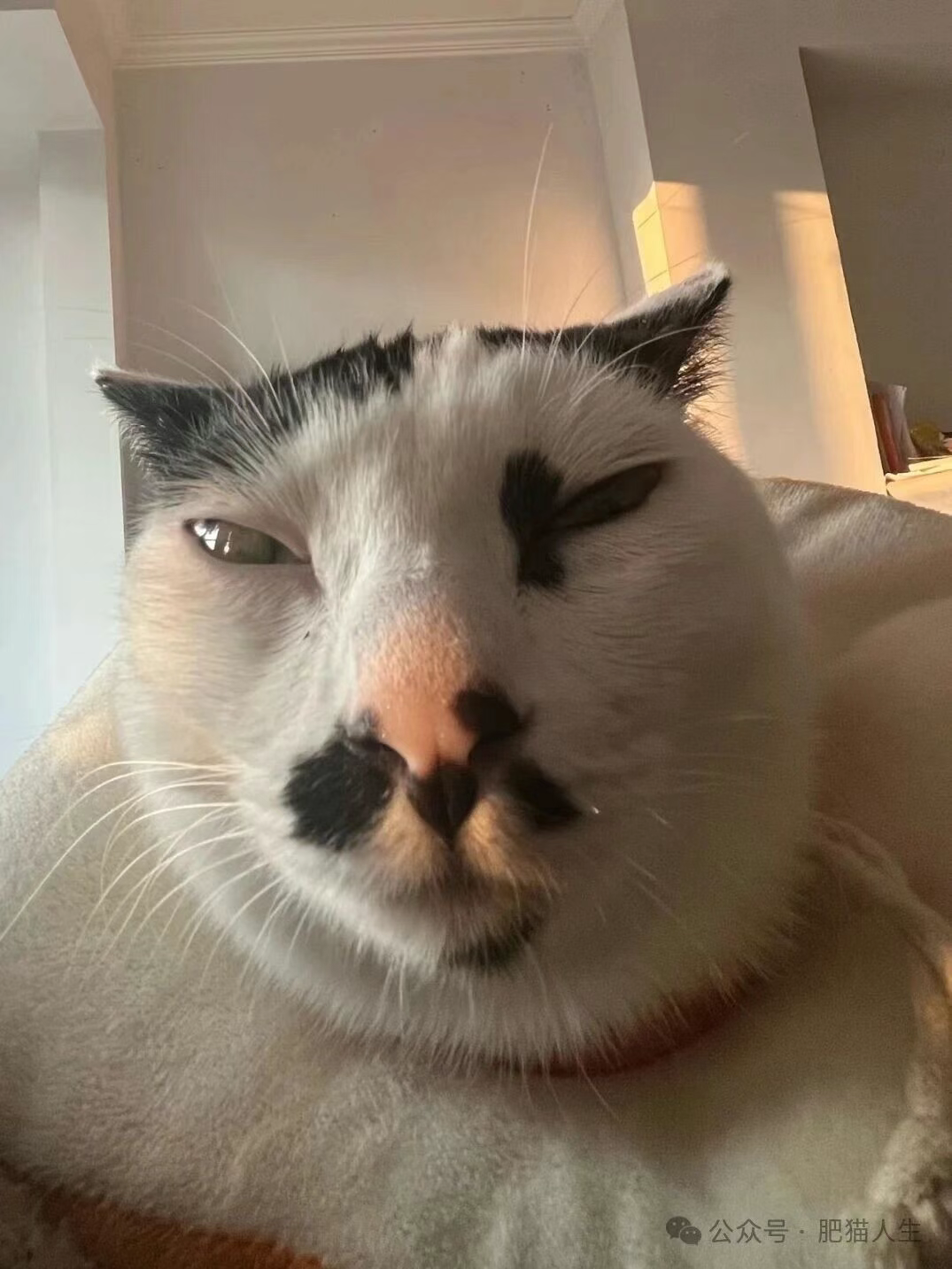 决战丑猫bot 之颠 有丫头支持叔吗