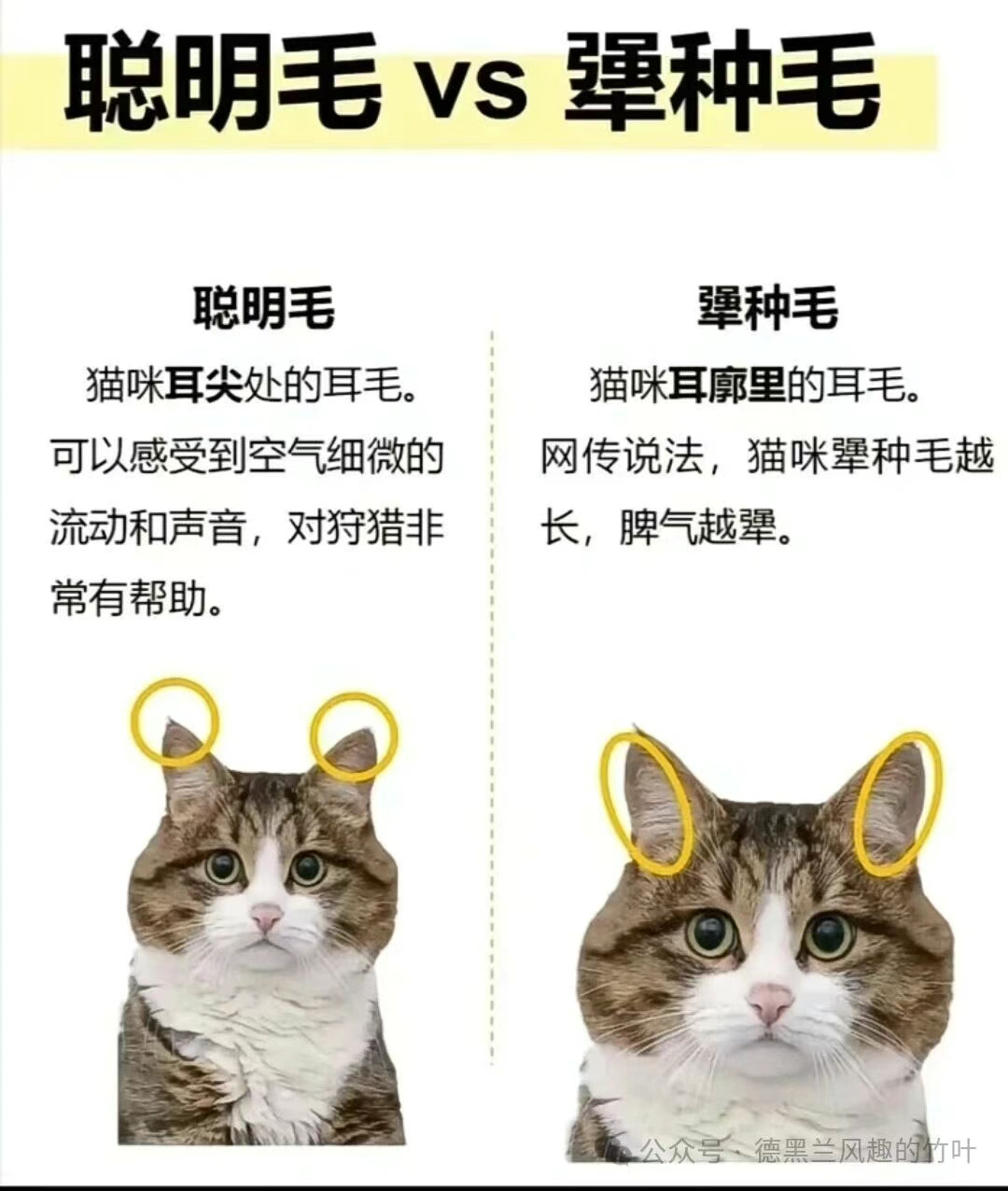 聪明毛没几根，全是犟种毛