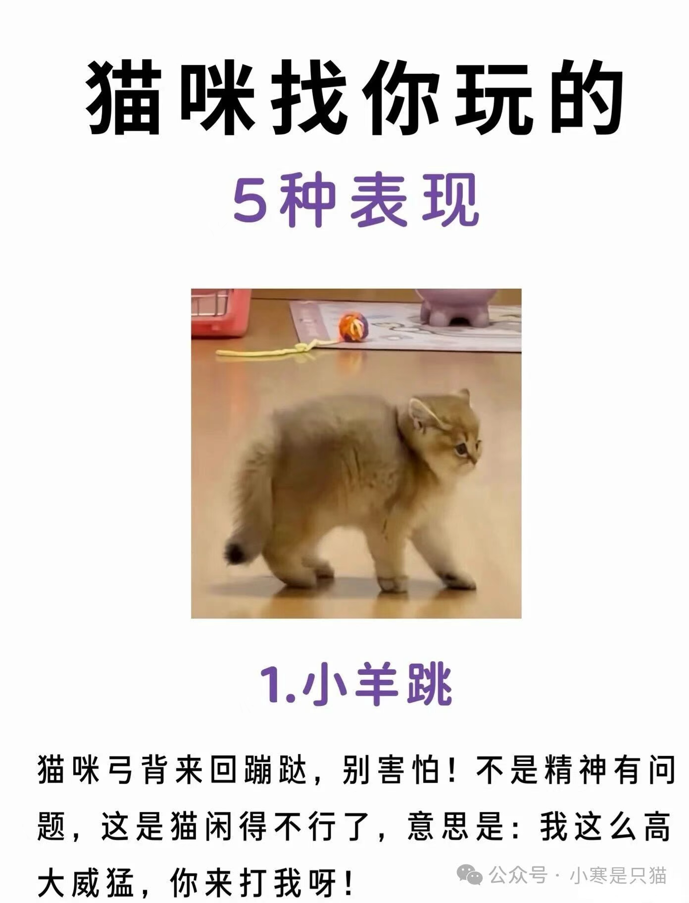 猫咪找你玩的5种表现