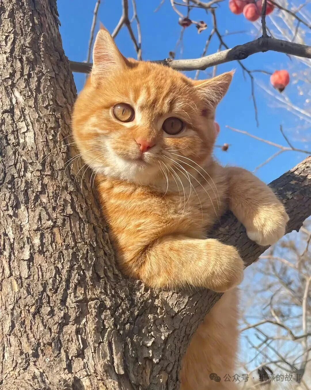 我只负责你的一日三餐和健康，自由是你的