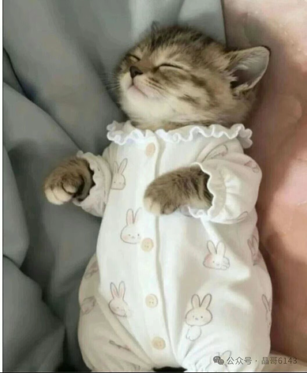 第一张人家养的猫，第二张我养的猫