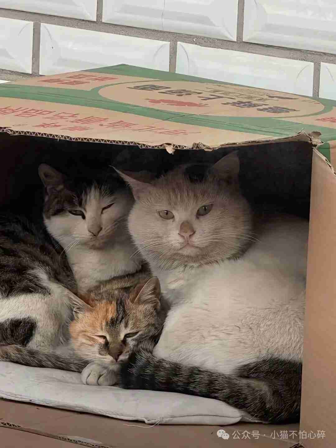 我妈六十多了，自己日子都难，却为三只野猫急得半夜给我打电话。你妈会因为三只野猫，半夜着急找你帮忙吗？