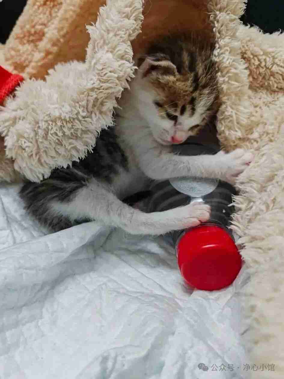 猫咪的日常行为与健康信号解读