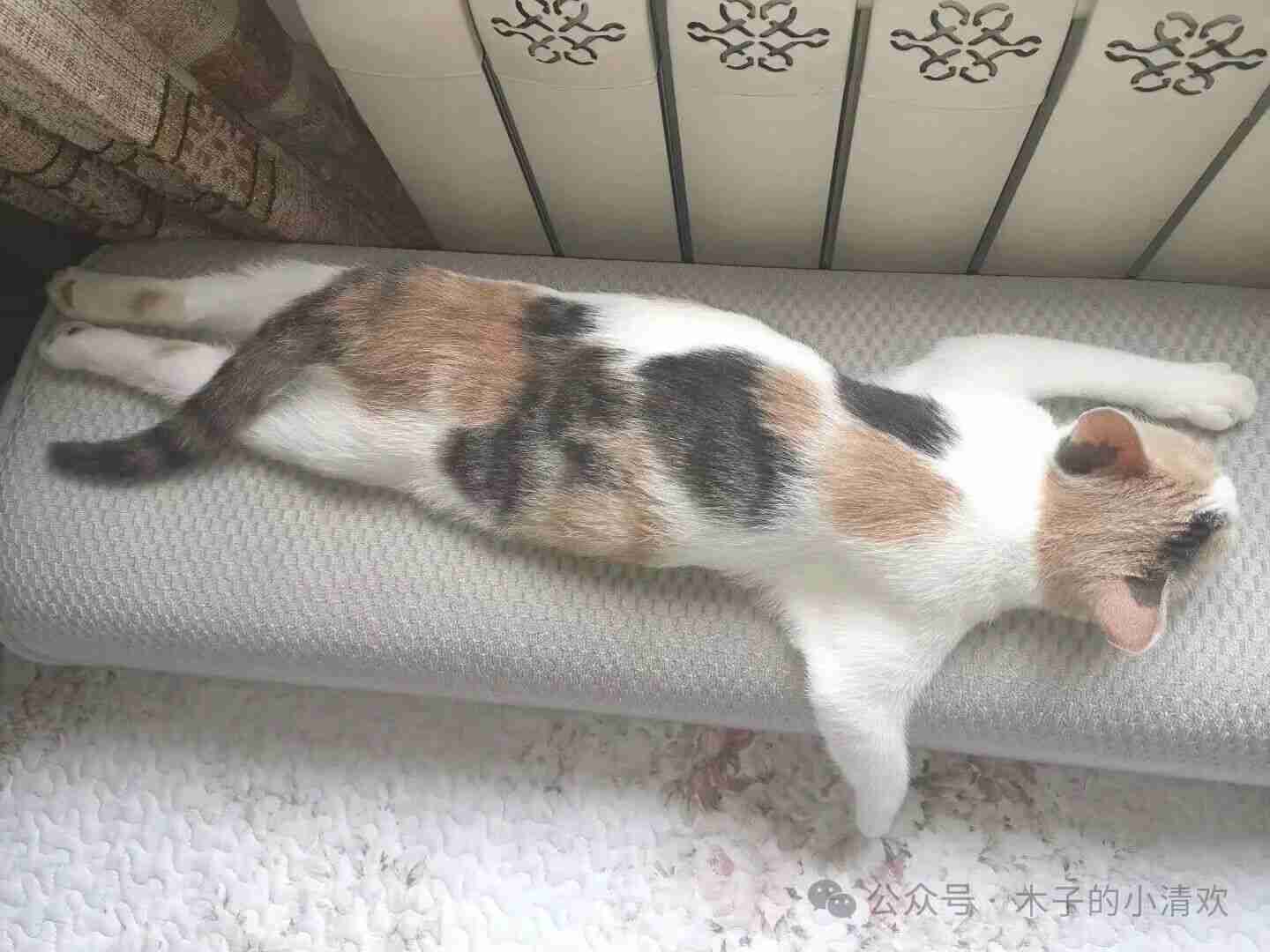 这是有多疲惫呀！