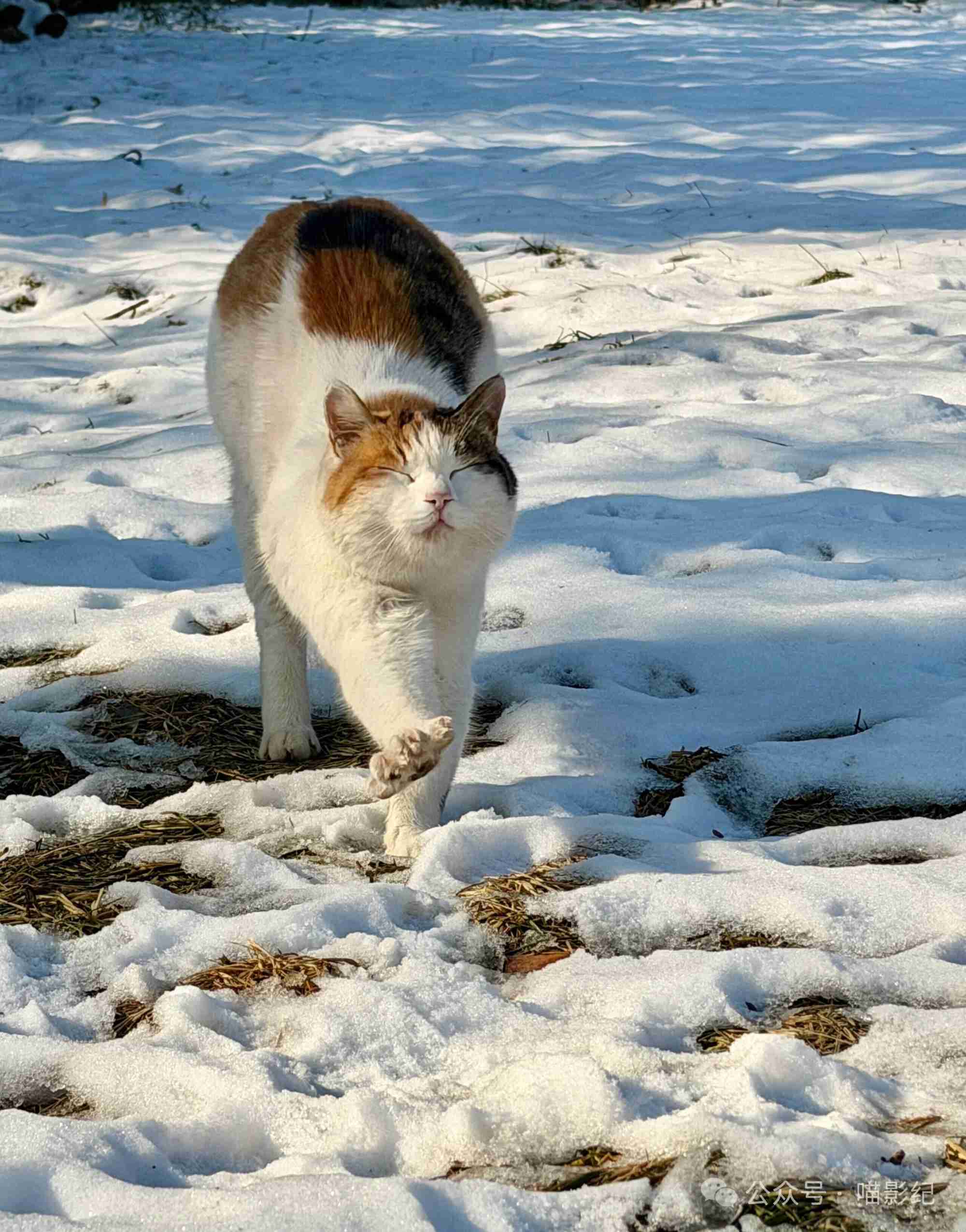 伸个懒腰，把冬天揉成毛球