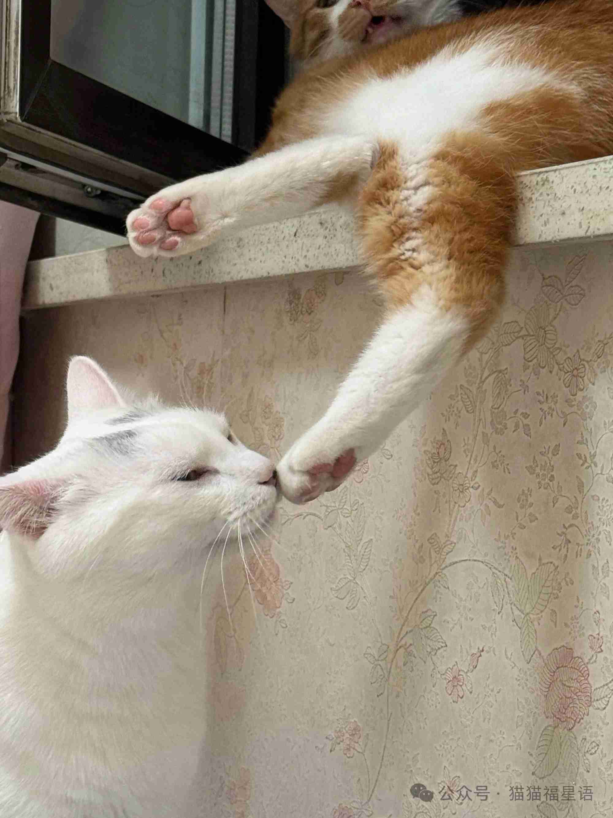 谁懂啊！小白猫这是对橘猫小脚脚“犯花痴”了吗？