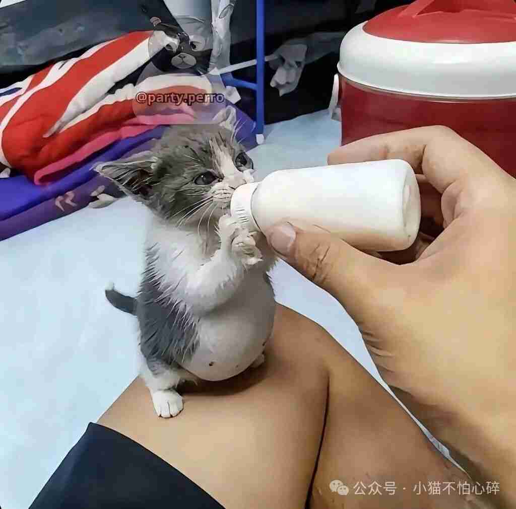 一只饿怕了的小流浪，现在有家了，可它喝奶的样子让我好心疼。