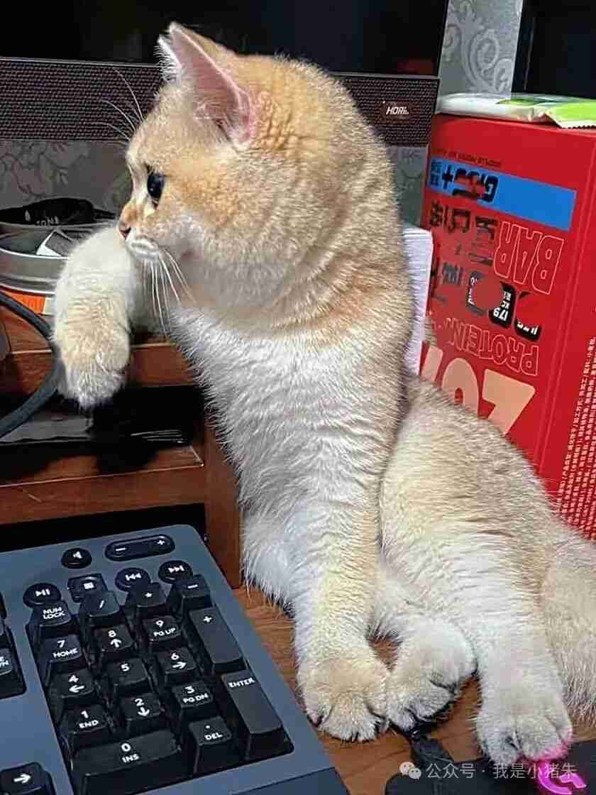 请问，有什么办法可以让这只“监工猫”下岗吗？评论区求支招！