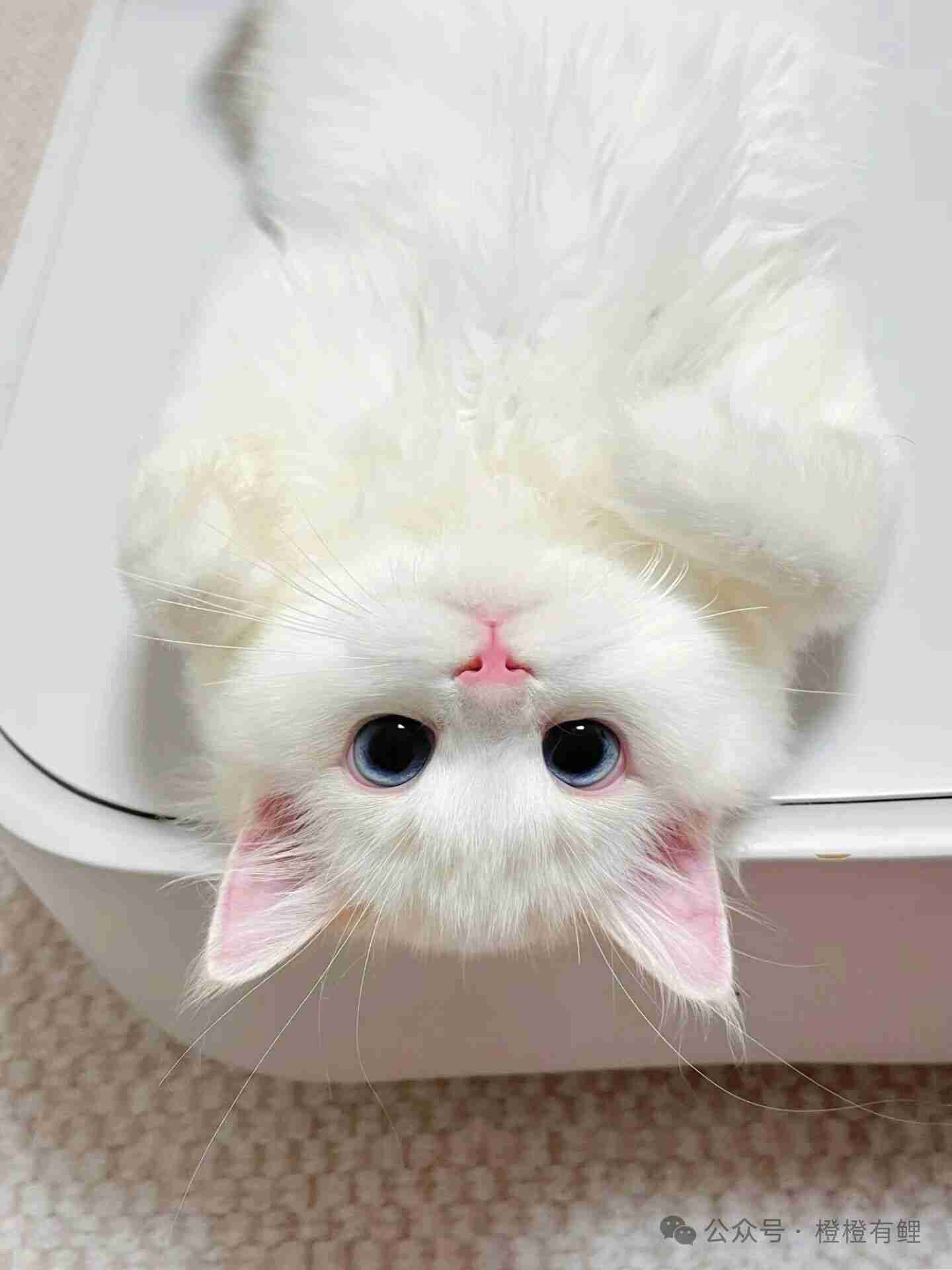 这是我见过，最干净最可爱的咪咪了！