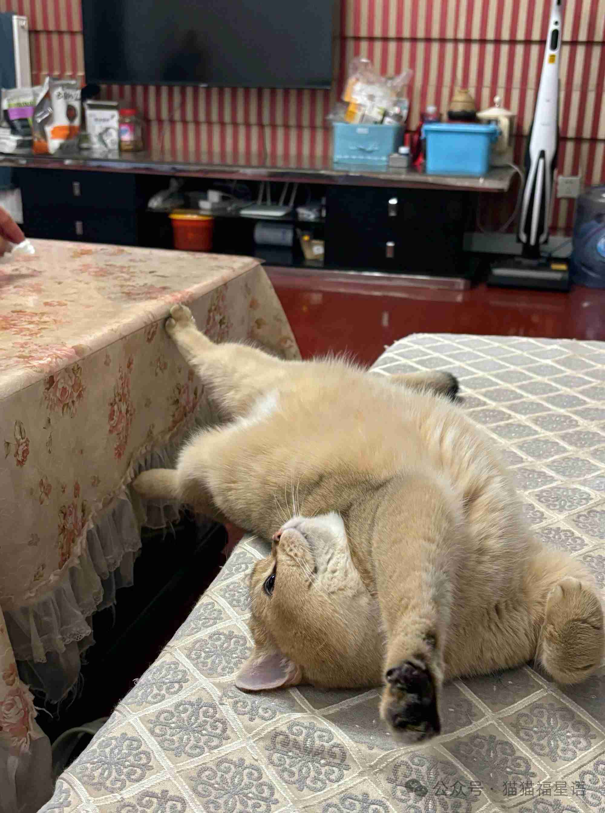 我家猫咪的摆烂日常，2026 年我也想这么度过