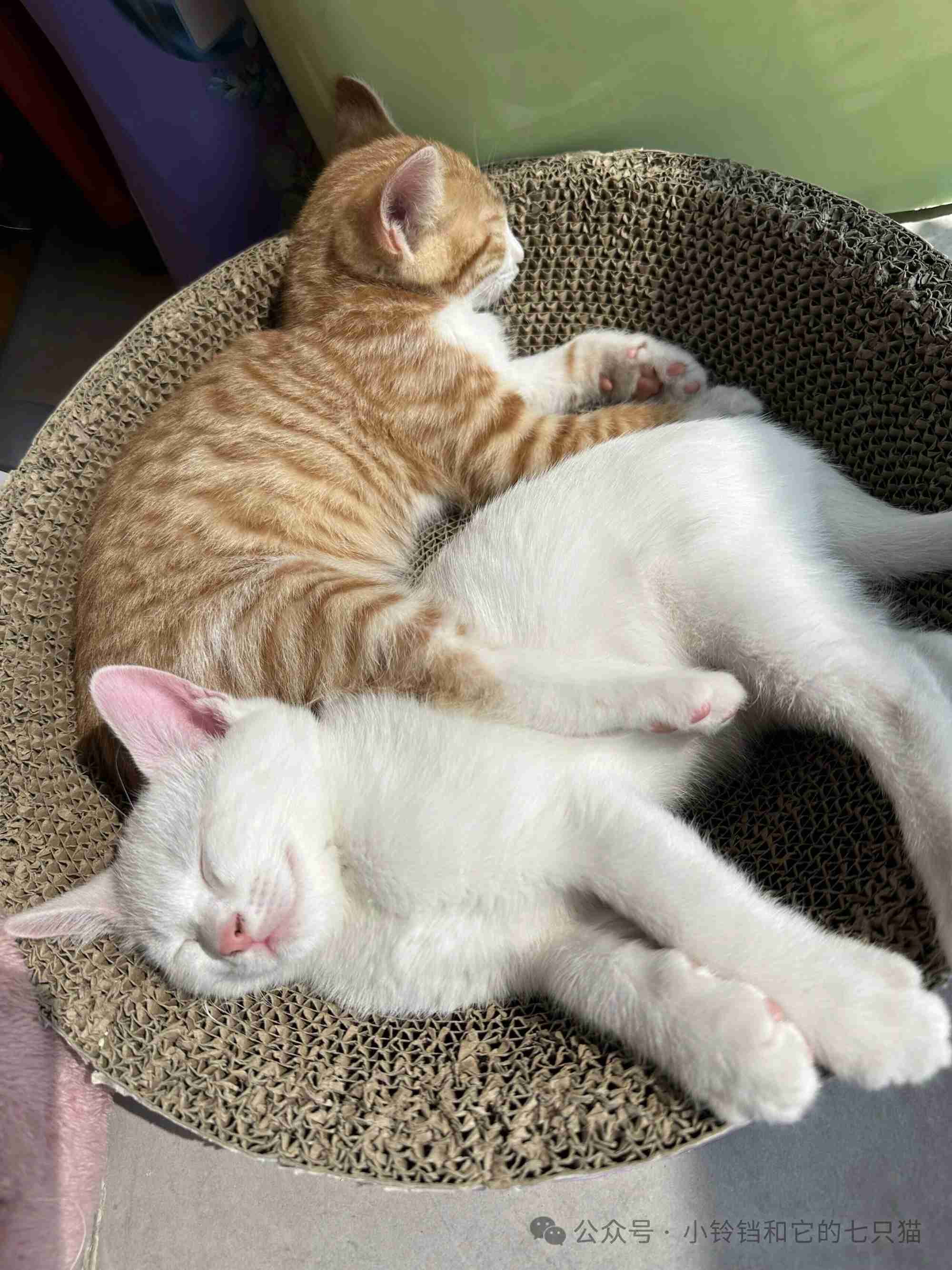 为什么小猫的睡姿如此伸展，如此自如