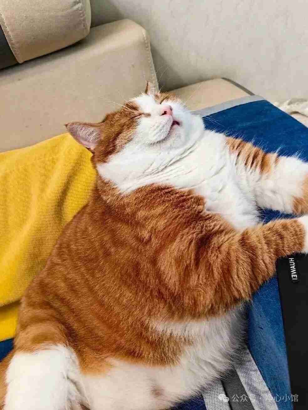 除了鼻孔没猪大，和猪有啥区别？