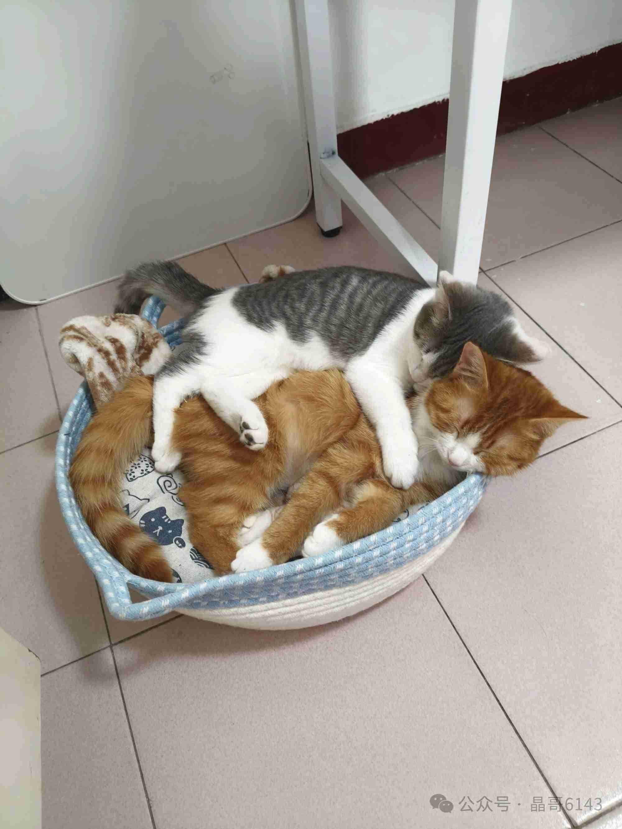 这两个打闹了好几天，终于合好啦