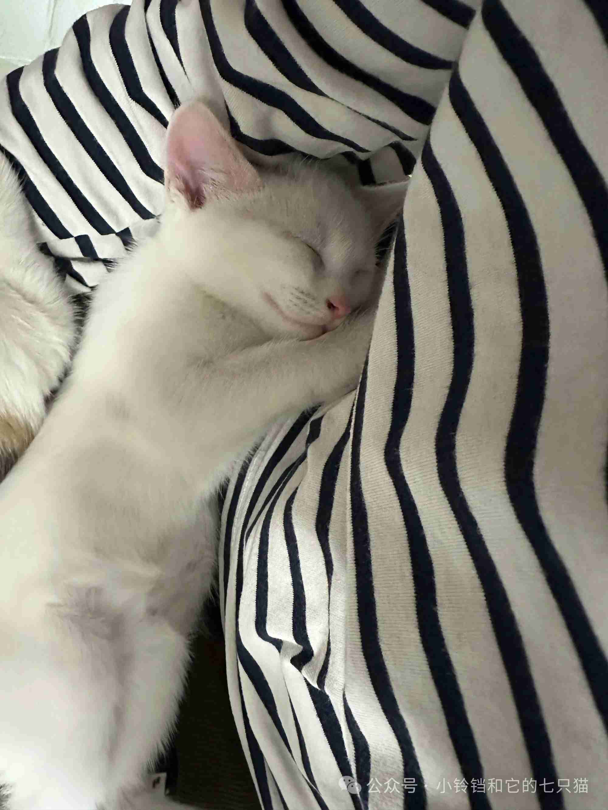 喜欢在人身上睡觉的撒娇小猫