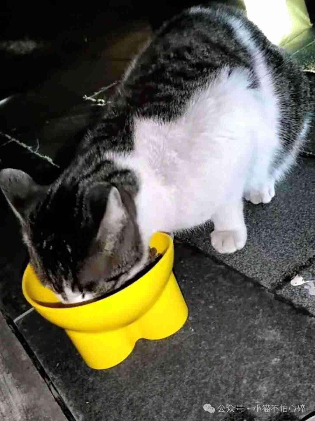 花自己钱救流浪猫被说闲话，但它们活着不是罪吧？