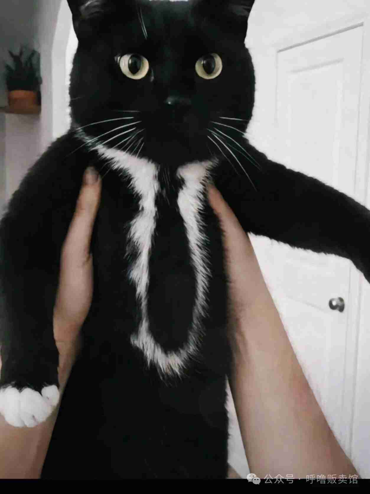 这猫讲究，天天西装革履打领带