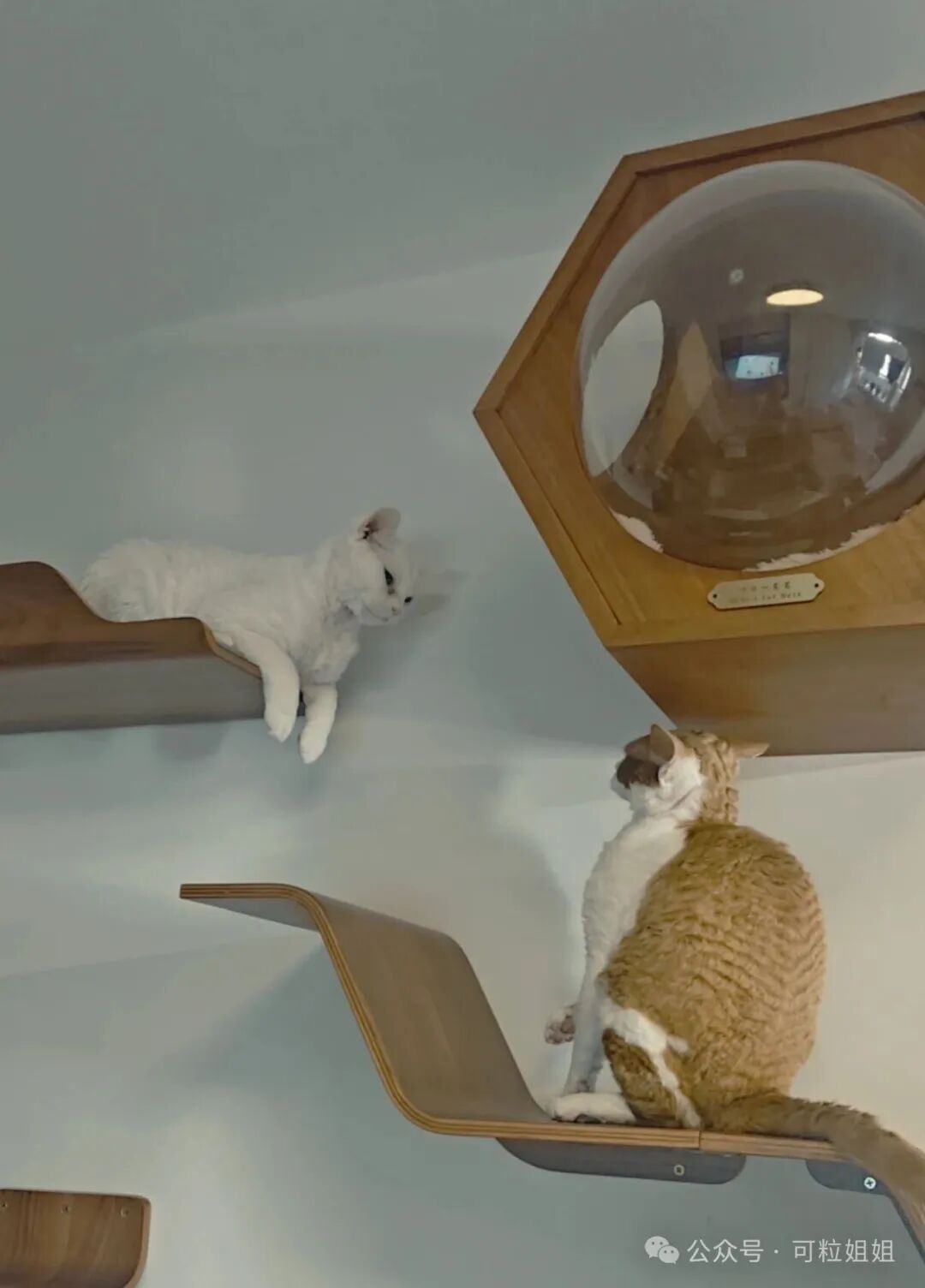 养了两只粘人公猫后，我意外过上了“皇上”的日子