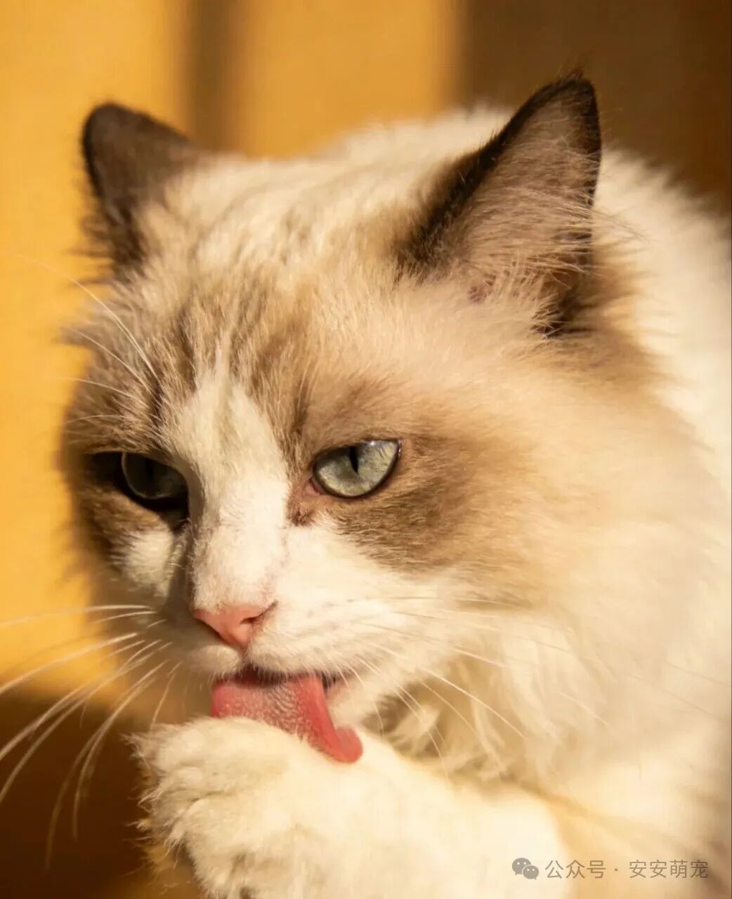 养猫家里臭烘烘？根源根本不是猫砂，是你忽略这步