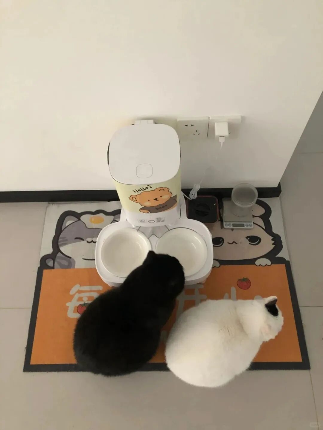 妹子把小猫送养给小哥后，多次微信问他情况都没回复，直到一年半后收到这张图...网友：确定是同一只吗？！