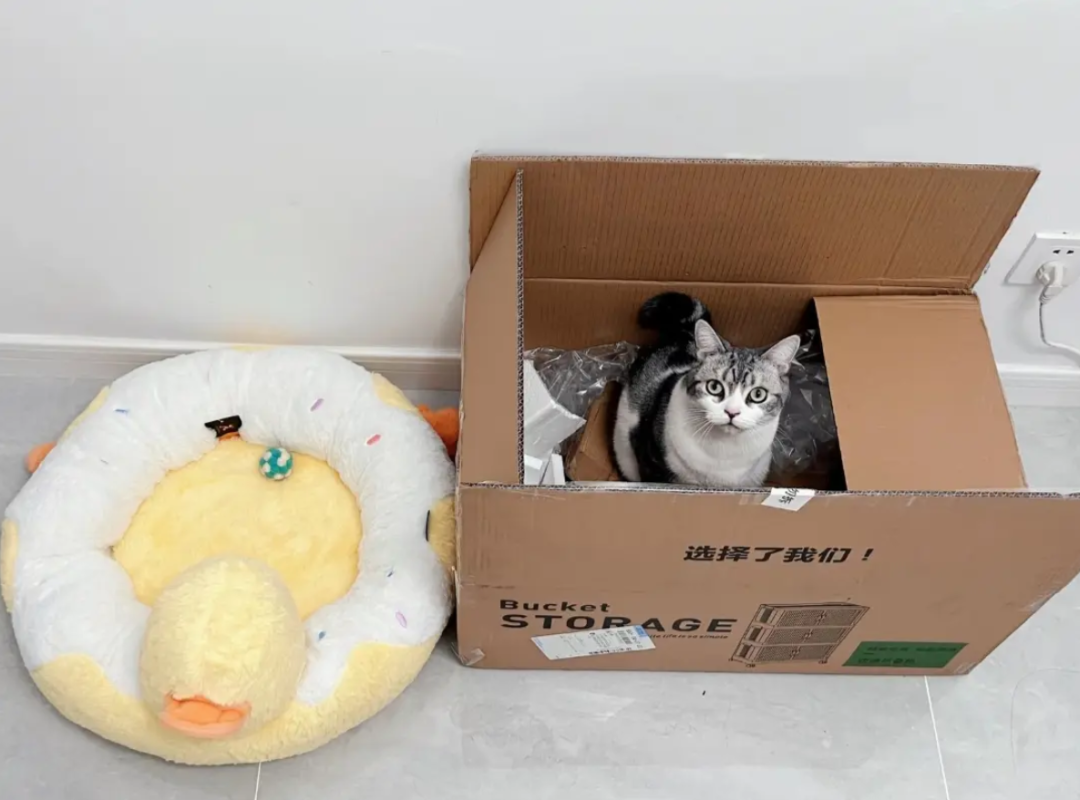 好笑吗，我只看到一个个绝望的养猫人