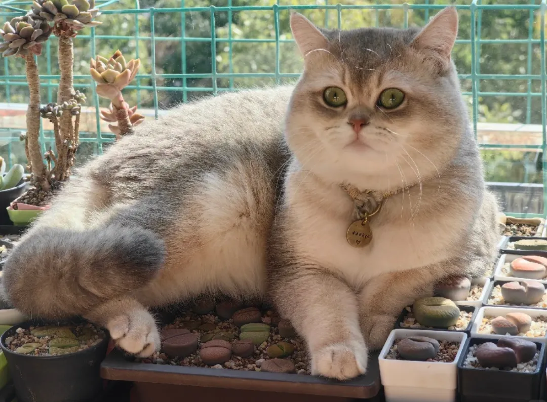 妹子因为猫破坏多肉决定弃养了，网友刚想开骂，看完送养信息后笑出了声哈哈哈！