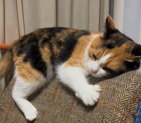 新手养猫不知如何选？三花猫隐藏属性揭秘助你轻松养宠