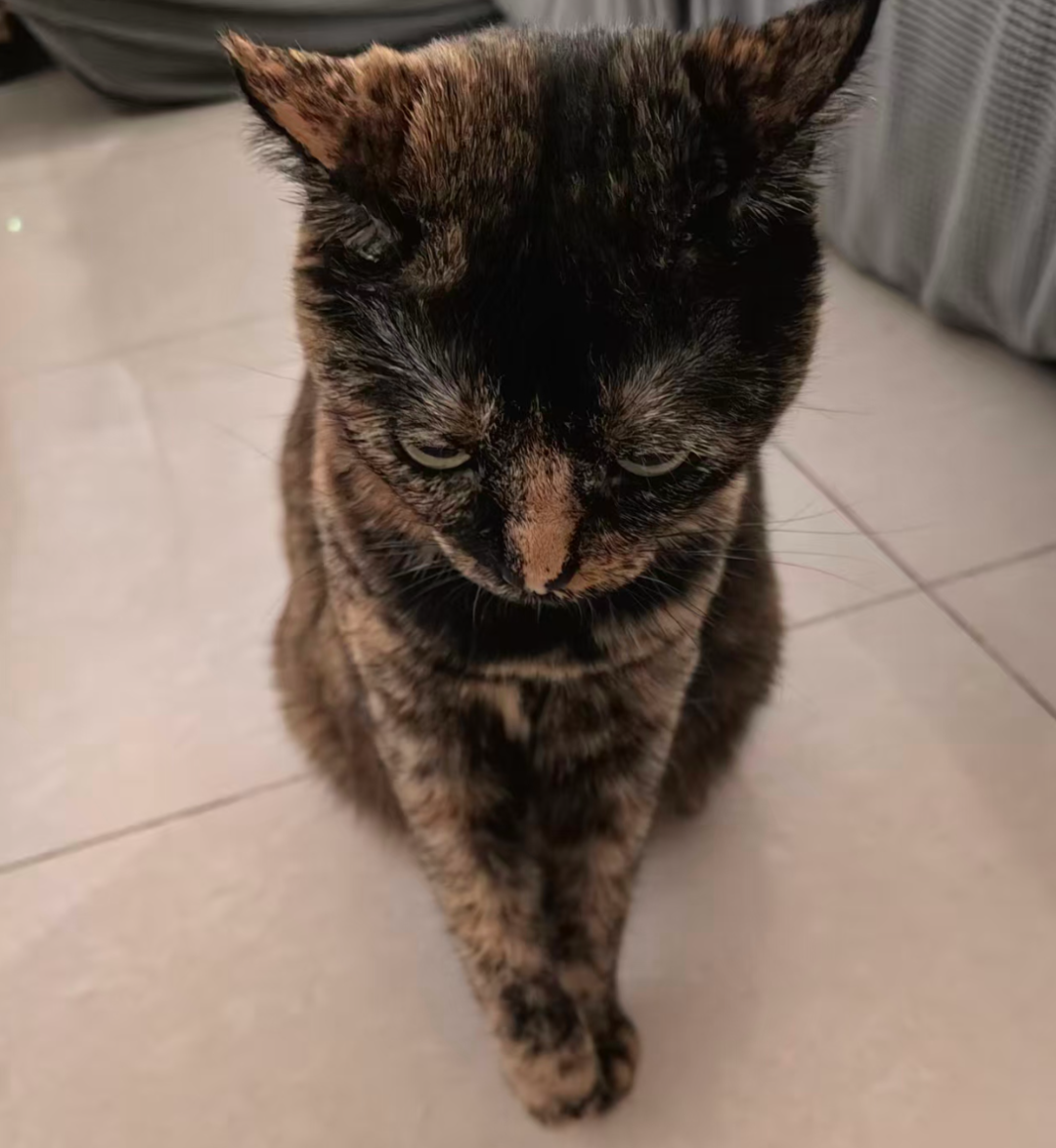 被猫骗了！猫咪经典骗人4大招，建议学习收藏以防上当受骗