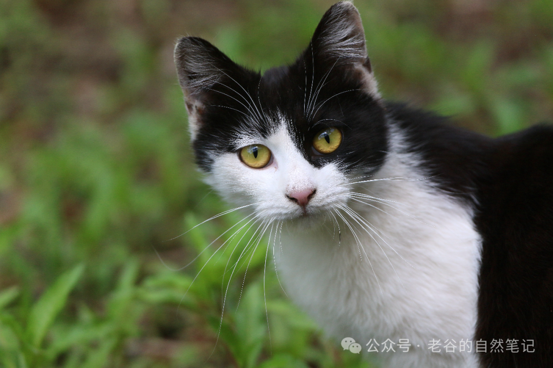 猫主惊悟：宠物医院有多“黑”，你的爱心成了他们致富的垫脚石