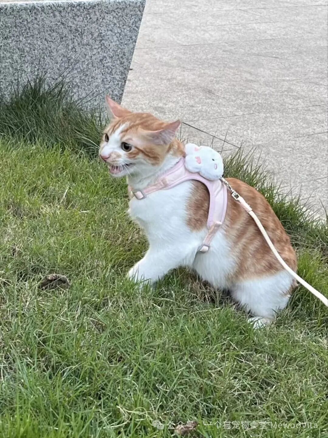 一开门猫咪就往外冲！如何阻止这种“越狱”行为？