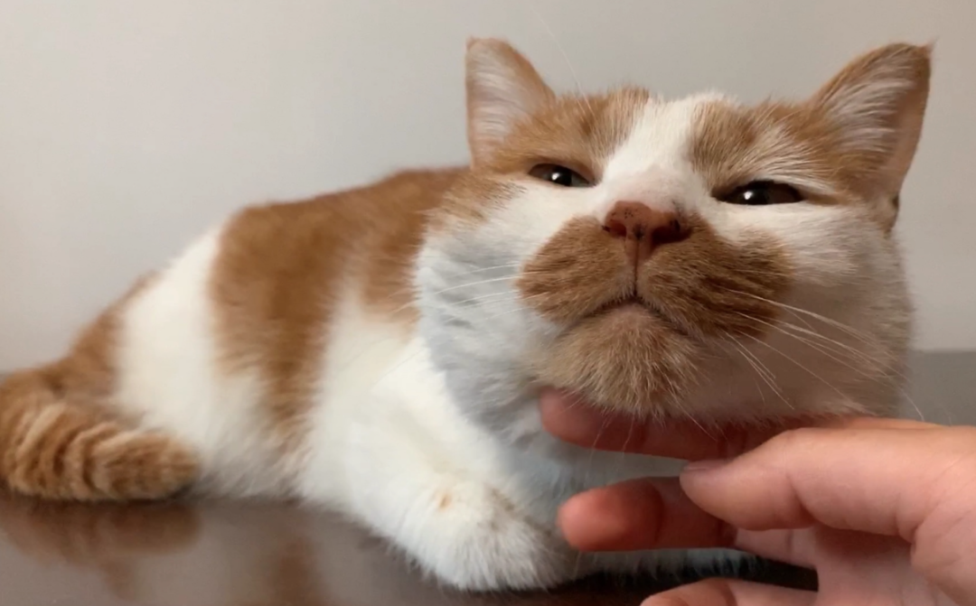 猫咪这5个迹象，是临终告别,,,但愿你永远用不上