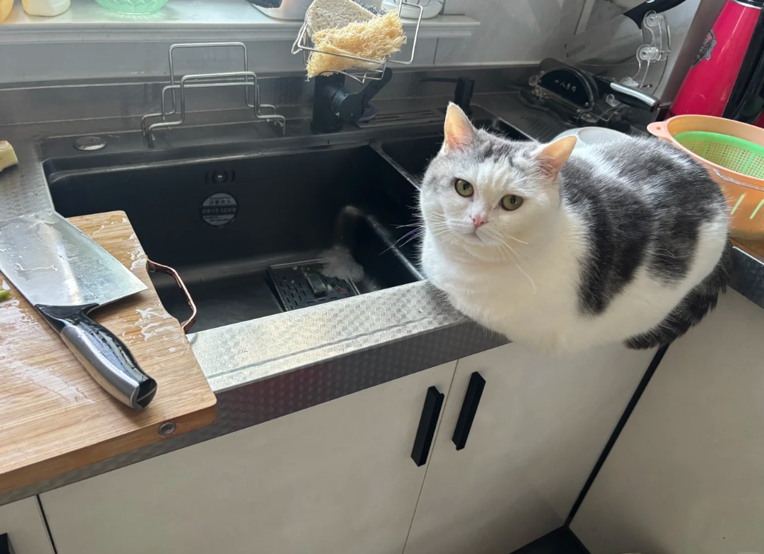 人在做着饭，旁边停着一辆车，网友惊叹：猫咪的停车技术真好啊！