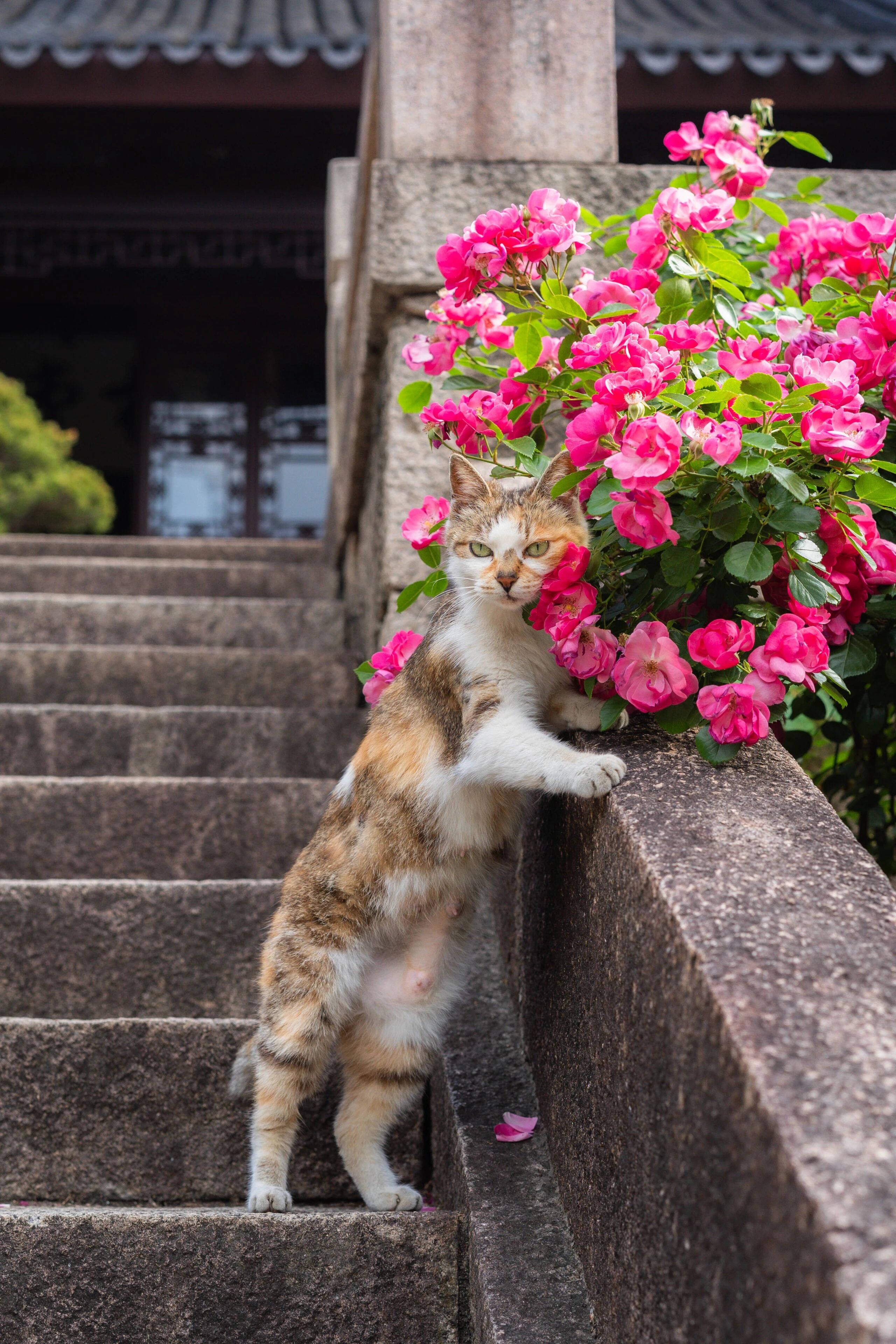 小猫咪的拍照姿势是人教的