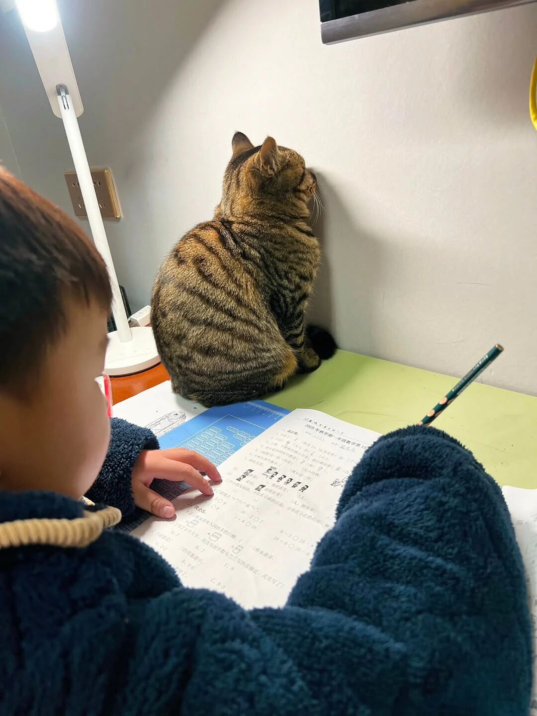 一学习，猫咪就跑来开始默哀，你看