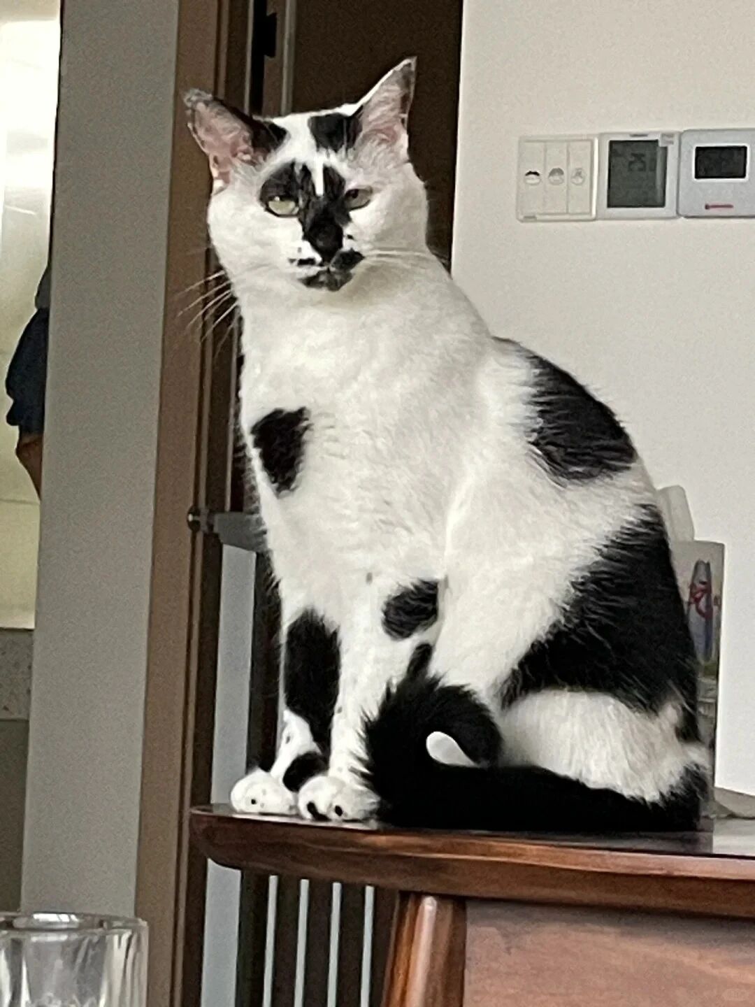 丑猫大赛
