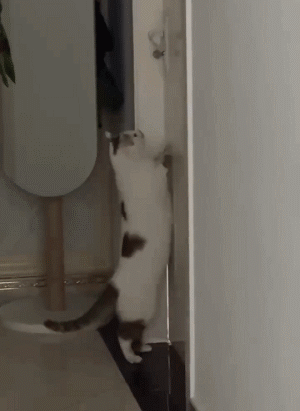 门上被邻居贴了纸条，主人看完后天塌了：不是，小猫这么牛的吗？