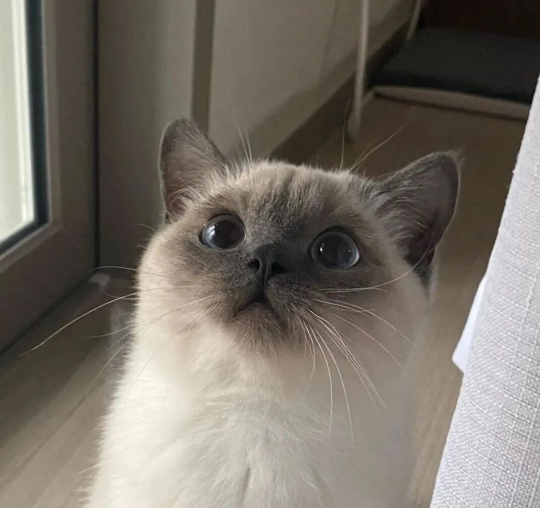 过来人告诉你，养一只猫和养两只猫，区别竟然这么大！