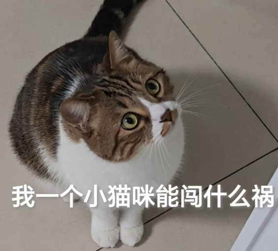 原来猫咪在犯错后，这样是在道歉，好多人都不知道！