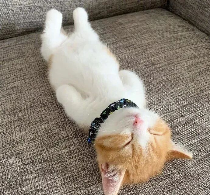 小猫咪睡姿好正经啊！怎么可以那么可爱呢！