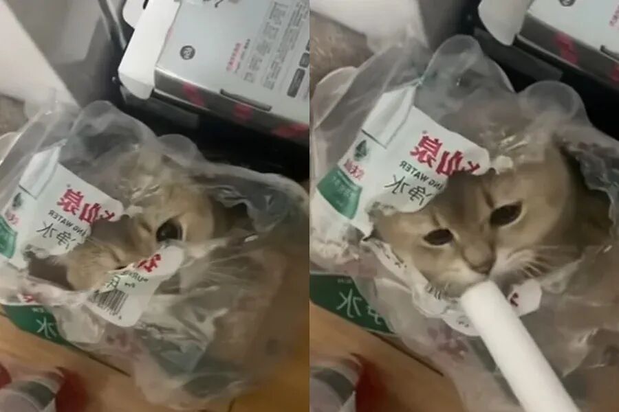 猫咪拆家后怕挨骂，竟跑进矿泉水袋只遮脸躲着，结果被小姐姐1秒识破，吓得发抖：你怎么找到我的？