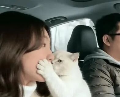自驾游路上夫妻俩因为小事争吵……老婆火力全开，老公专心开车，忍着不回嘴，结果坐在中间的猫主子忍不住了！